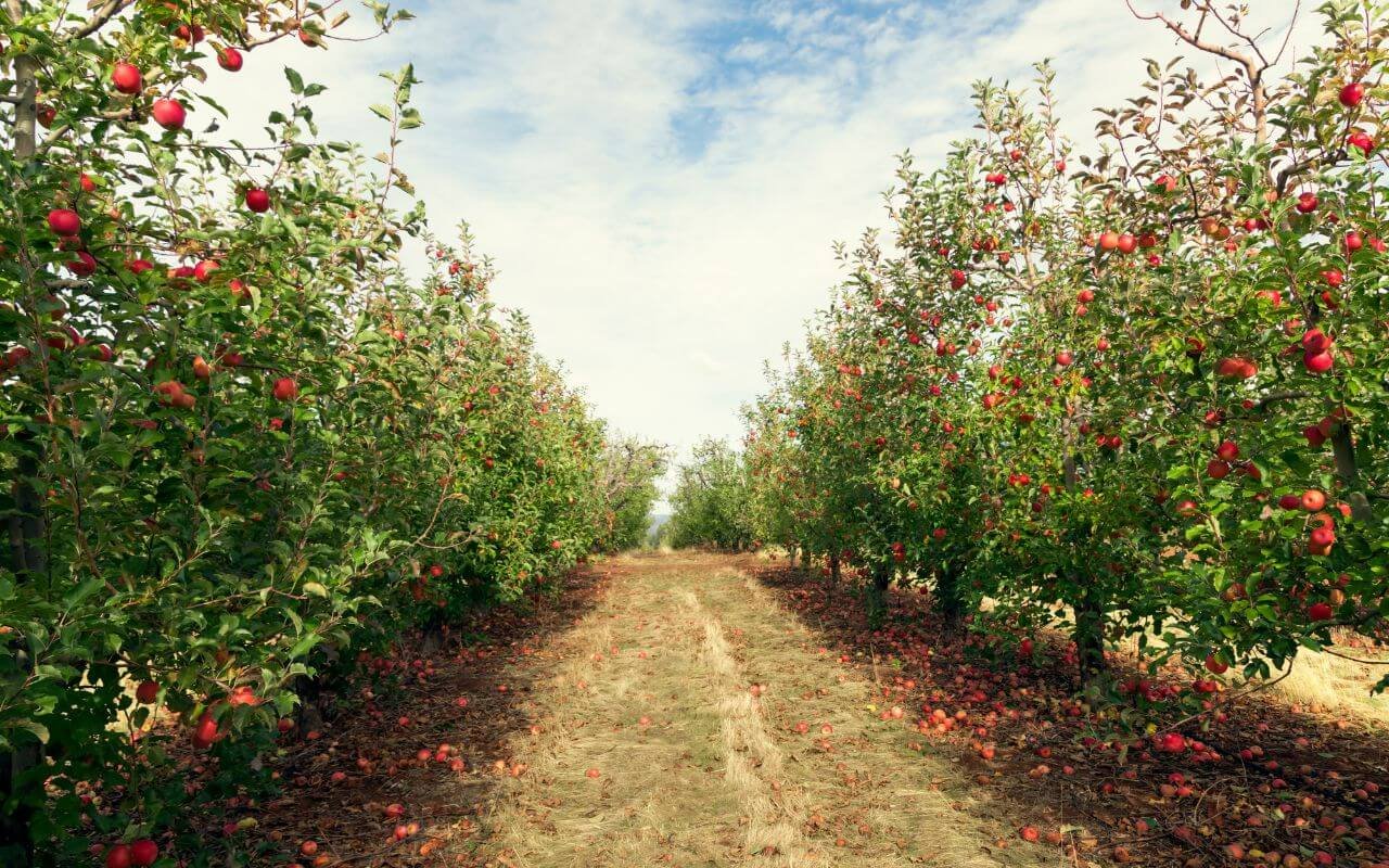 FRUIT ORCHARD